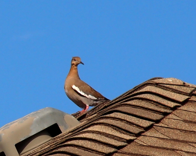 [Tan-colored bird with a skinny beak and white edgeing to its wing and pinkish feet standing on a asphalt-tile room near a vent.]